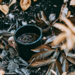 Read more about the article Idliso