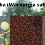 Read more about the article Warburgia salutaris (Isibhaha)
