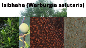 Read more about the article Warburgia salutaris (Isibhaha)