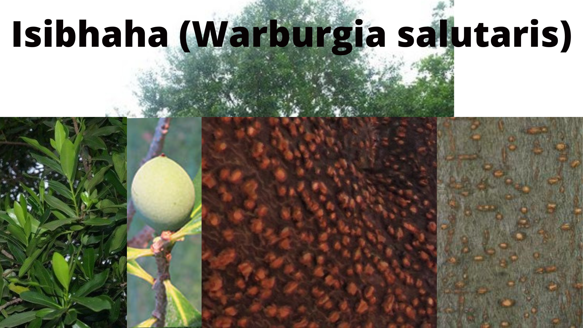 You are currently viewing Warburgia salutaris (Isibhaha)