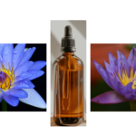 Read more about the article Blue Lotus Oil