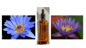 Read more about the article Blue Lotus Oil