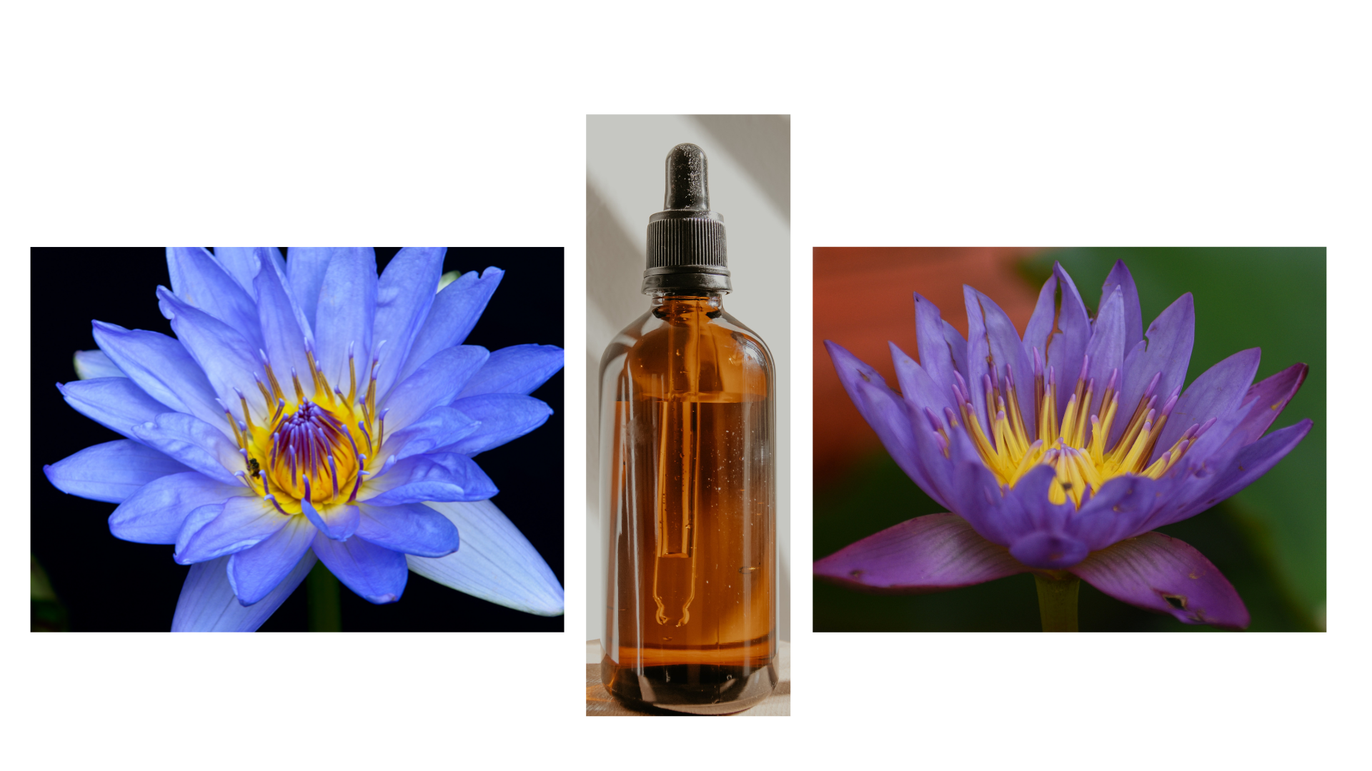 You are currently viewing Blue Lotus Oil