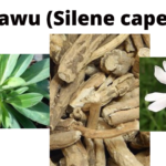 Read more about the article Silene capensis (Ubulawu)