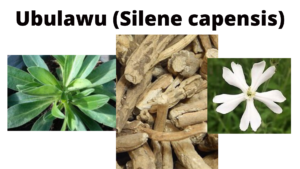 Read more about the article Silene capensis (Ubulawu)