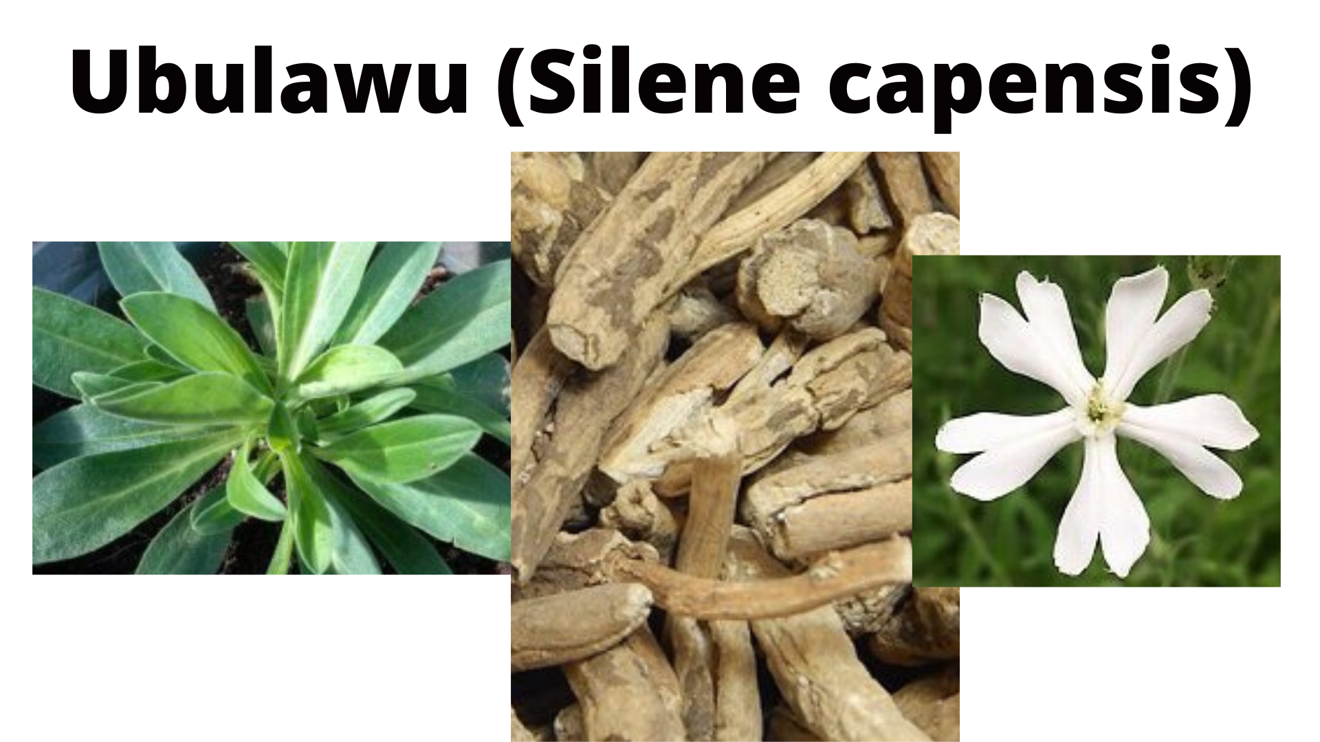 You are currently viewing Silene capensis (Ubulawu)