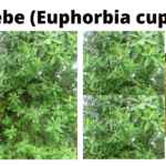 Read more about the article Euphorbia cupularis (Umdlebe)