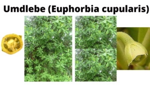 Read more about the article Euphorbia cupularis (Umdlebe)