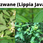 Read more about the article Lippia Javanica (Umsuzwane)