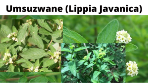 Read more about the article Lippia Javanica (Umsuzwane)