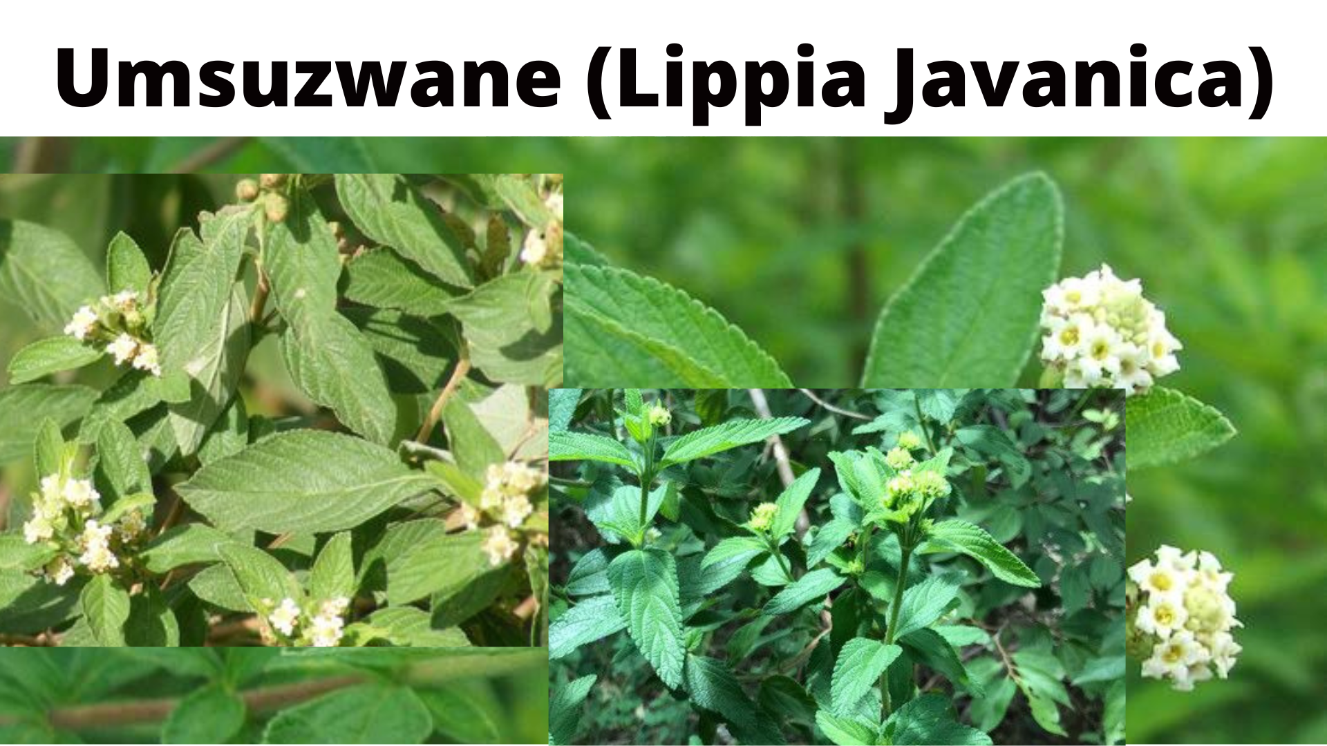 You are currently viewing Lippia Javanica (Umsuzwane)