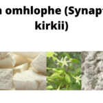 Read more about the article Synaptolepis kirkii (Uvuma omhlophe)