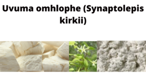 Read more about the article Synaptolepis kirkii (Uvuma omhlophe)