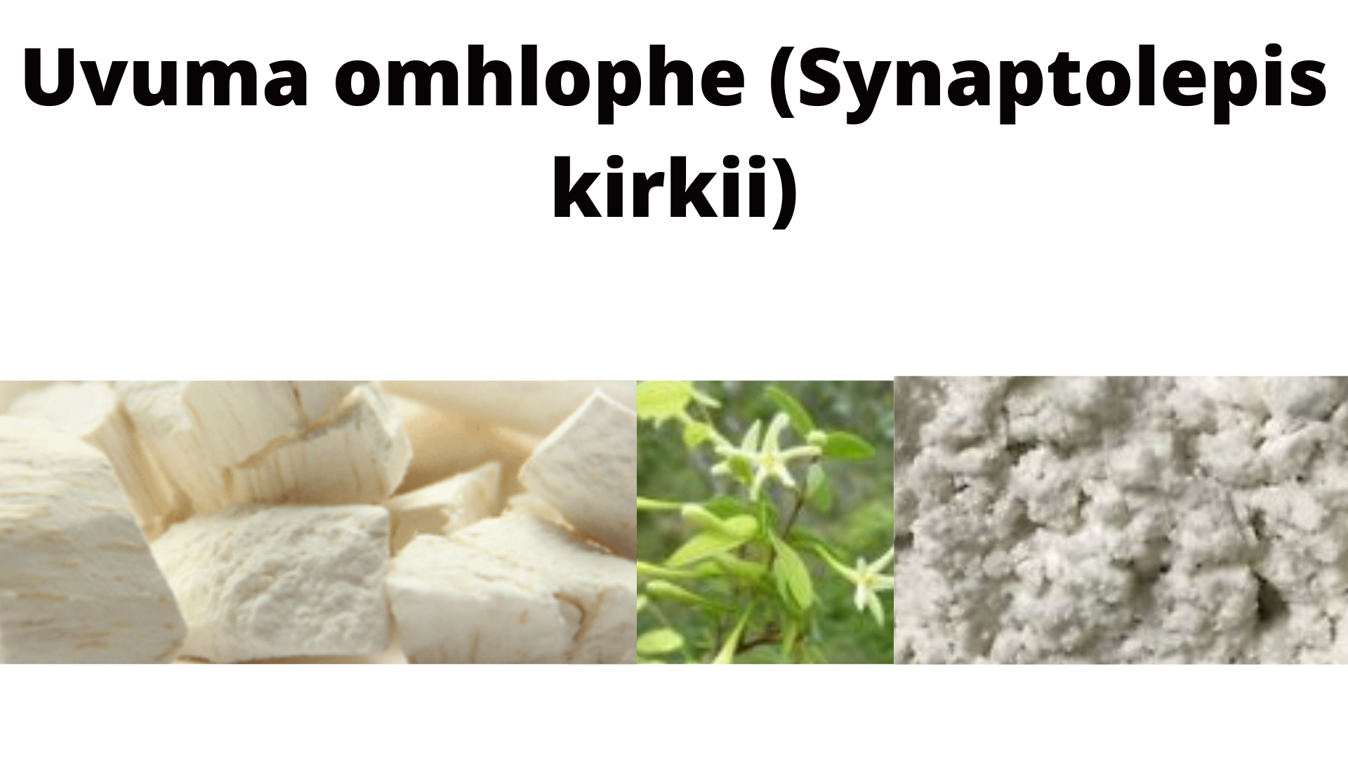 You are currently viewing Synaptolepis kirkii (Uvuma omhlophe)