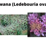 Read more about the article Ledebouria ovatifolia (Icubudwana)