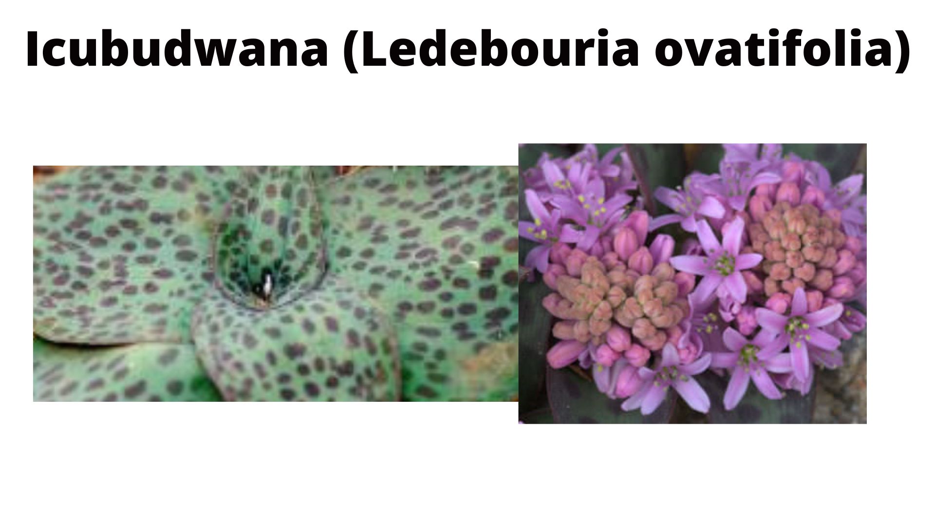 You are currently viewing Ledebouria ovatifolia (Icubudwana)