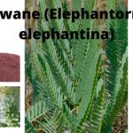 Read more about the article Elephantorrhiza elephantina (Intolwane)