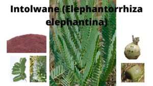 Read more about the article Elephantorrhiza elephantina (Intolwane)