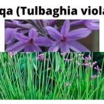 Read more about the article Tulbaghia violacea (Isihaqa)
