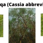 Read more about the article Cassia abbreviata (Isihaqa)