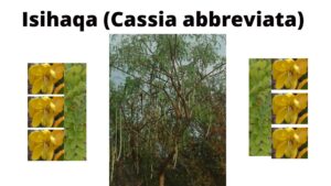 Read more about the article Cassia abbreviata (Isihaqa)