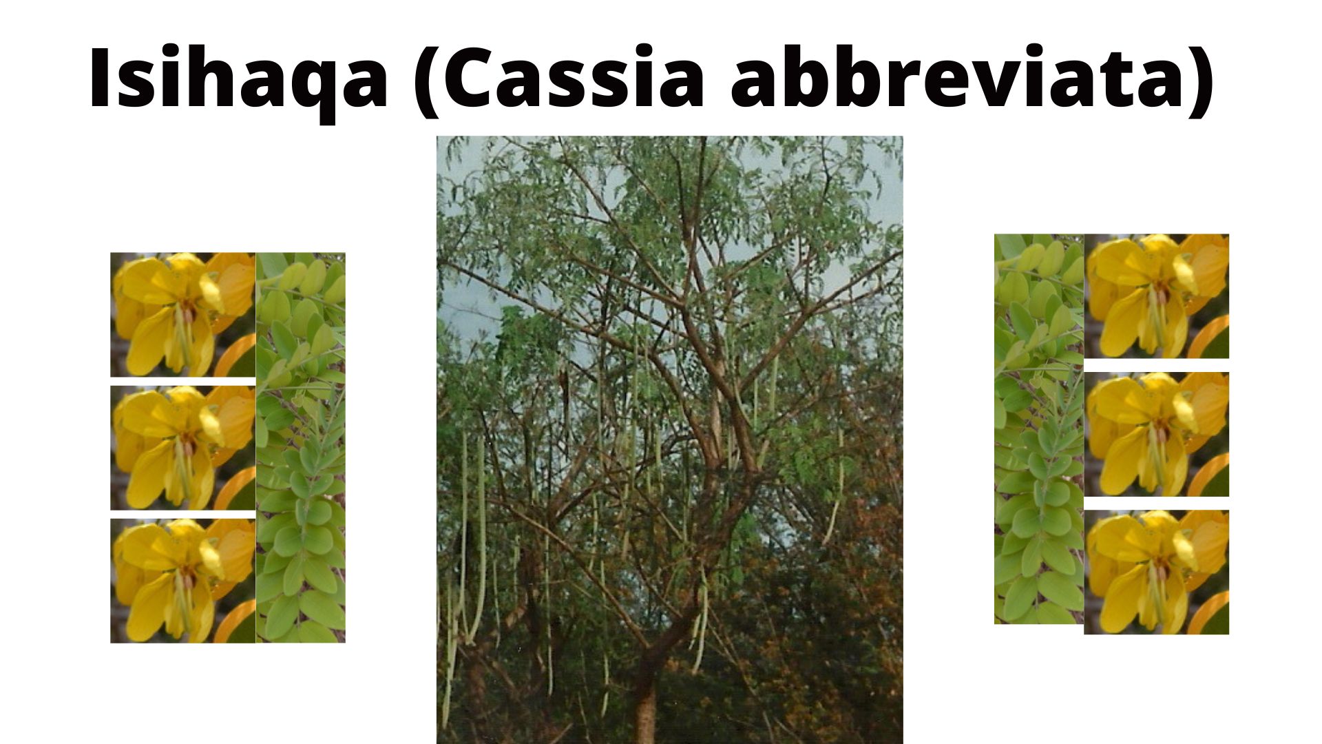 You are currently viewing Cassia abbreviata (Isihaqa)