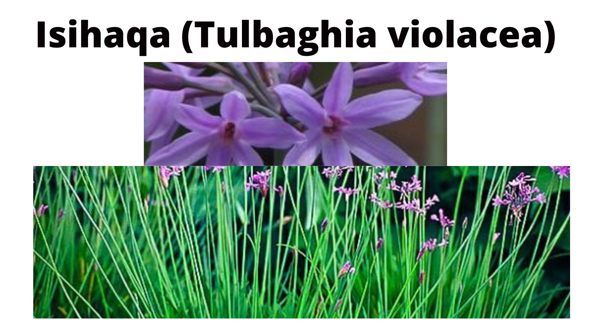You are currently viewing Tulbaghia violacea (Isihaqa)