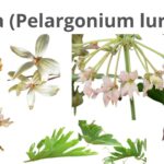 Read more about the article Ishaqa (Pelargonium luridum)