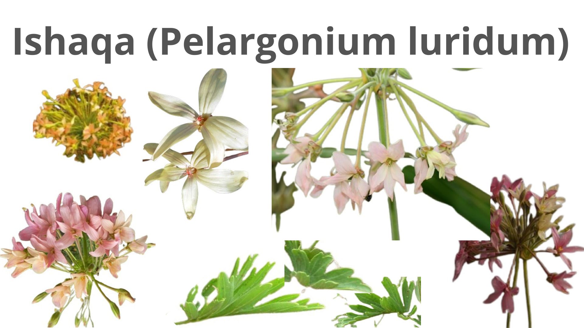 You are currently viewing Ishaqa (Pelargonium luridum)