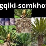 Read more about the article Encephalartos species (Isigqiki-somkhovu)
