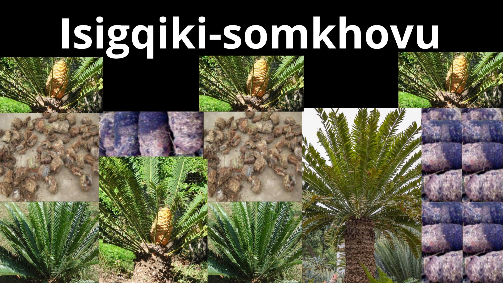 You are currently viewing Encephalartos species (Isigqiki-somkhovu)