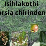 Read more about the article Isihlakothi (Searsia chirindensis)