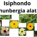 Read more about the article Isiphondo (Thunbergia alata)