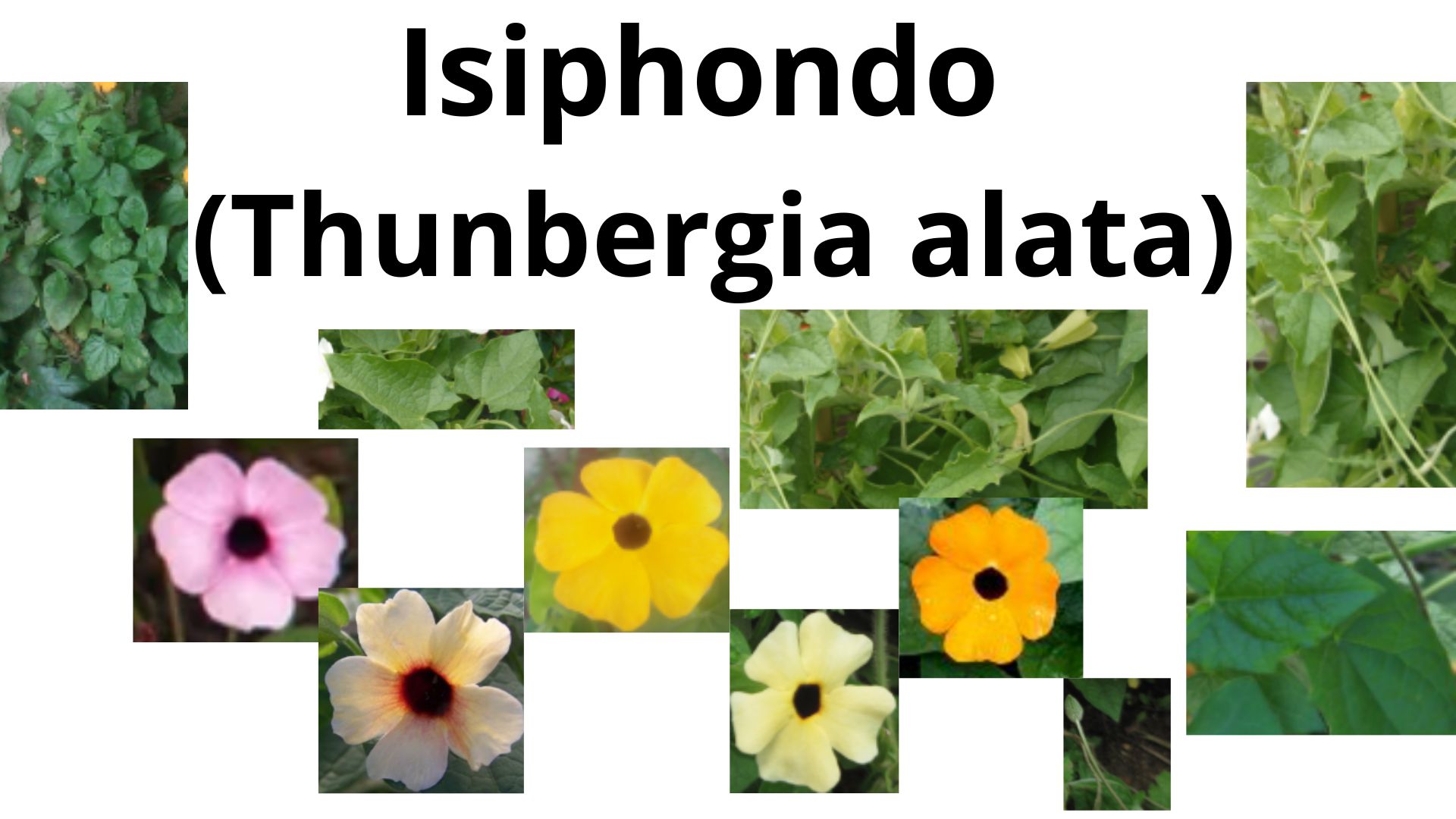 You are currently viewing Isiphondo (Thunbergia alata)