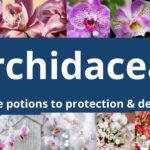 Read more about the article Orchidaceae – From love charms to death charms & everything in between￼