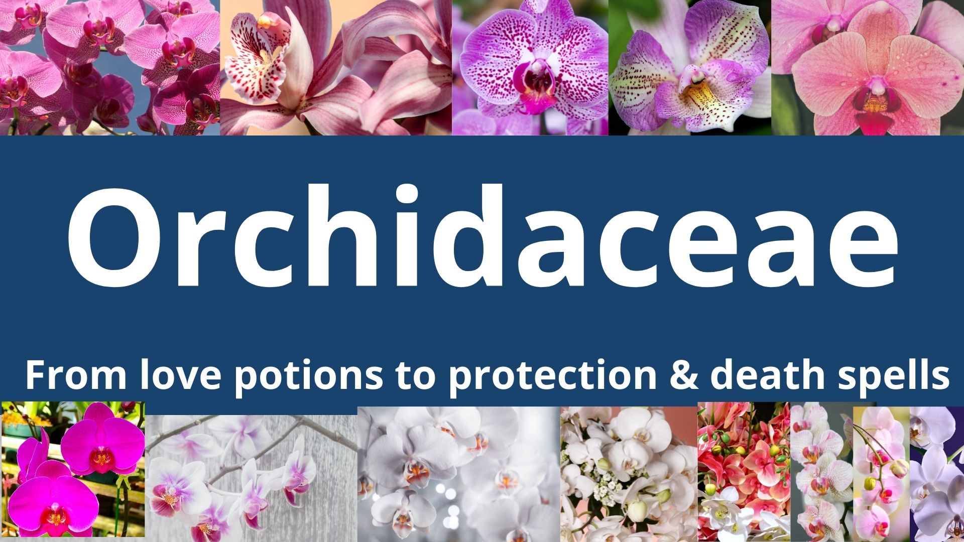 You are currently viewing Orchidaceae – From love charms to death charms & everything in between￼