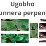 Read more about the article Gunnera perpensa (Ugobho)