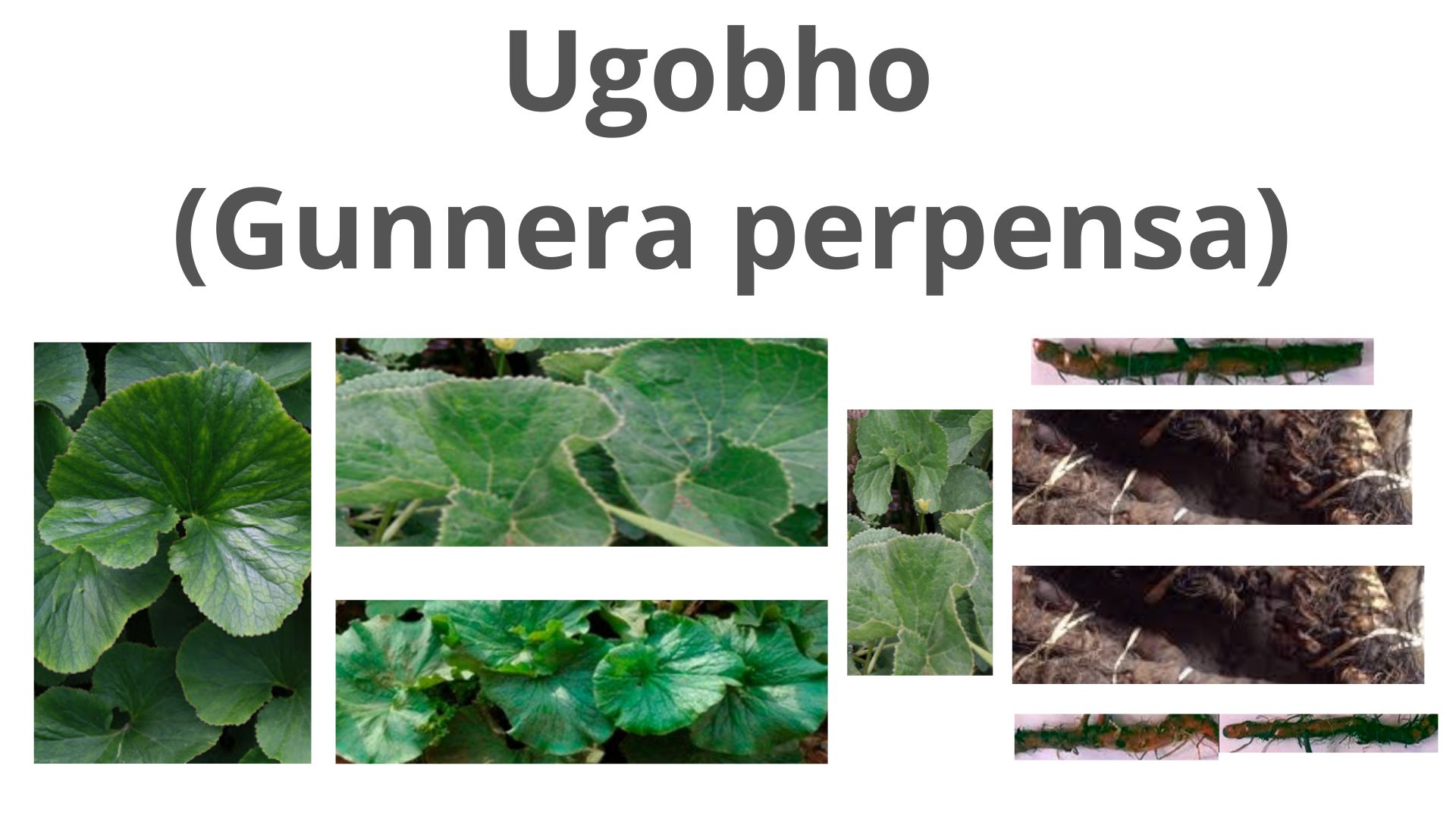 You are currently viewing Gunnera perpensa (Ugobho)