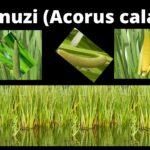 Read more about the article Ikalamuzi (Acorus calamus)