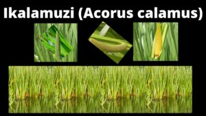 Read more about the article Ikalamuzi (Acorus calamus)