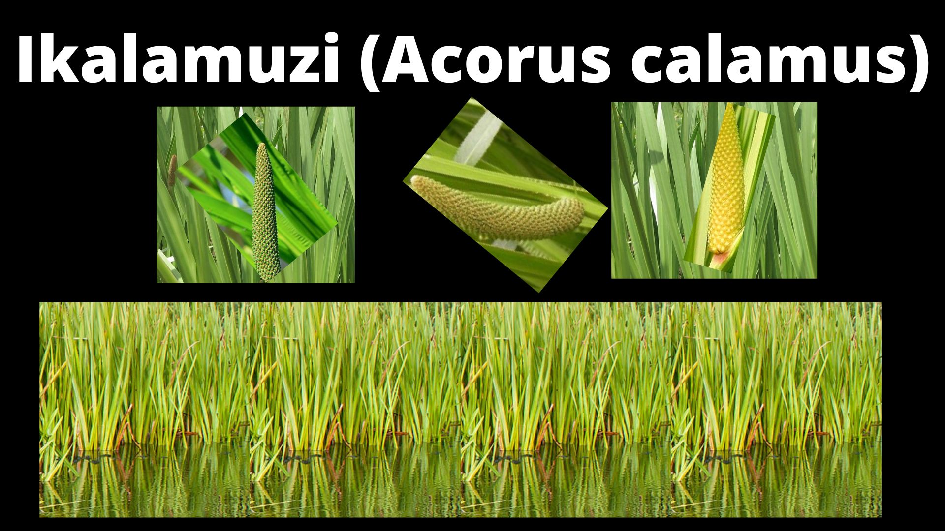 You are currently viewing Ikalamuzi (Acorus calamus)