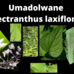 Read more about the article Plectranthus laxiflorus (Umadolwane)