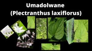 Read more about the article Plectranthus laxiflorus (Umadolwane)