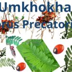 Read more about the article Abrus precatorius (Umkhokha) – [Abrin Poison]