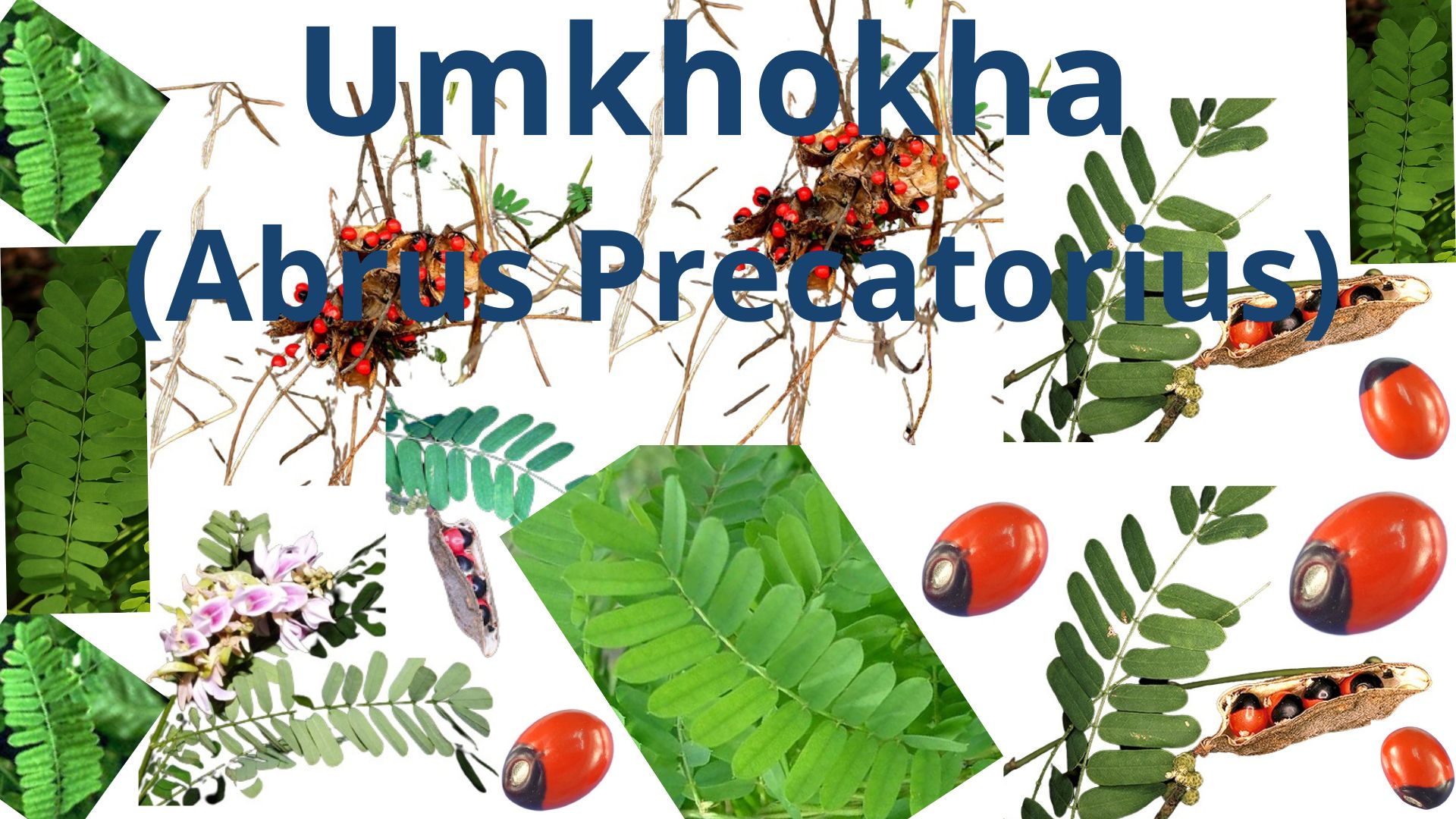 You are currently viewing Abrus precatorius (Umkhokha) – [Abrin Poison]
