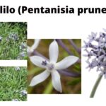 Read more about the article Pentanisia prunelloides (Icimamlilo)