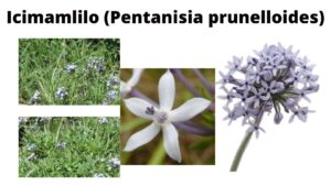 Read more about the article Pentanisia prunelloides (Icimamlilo)