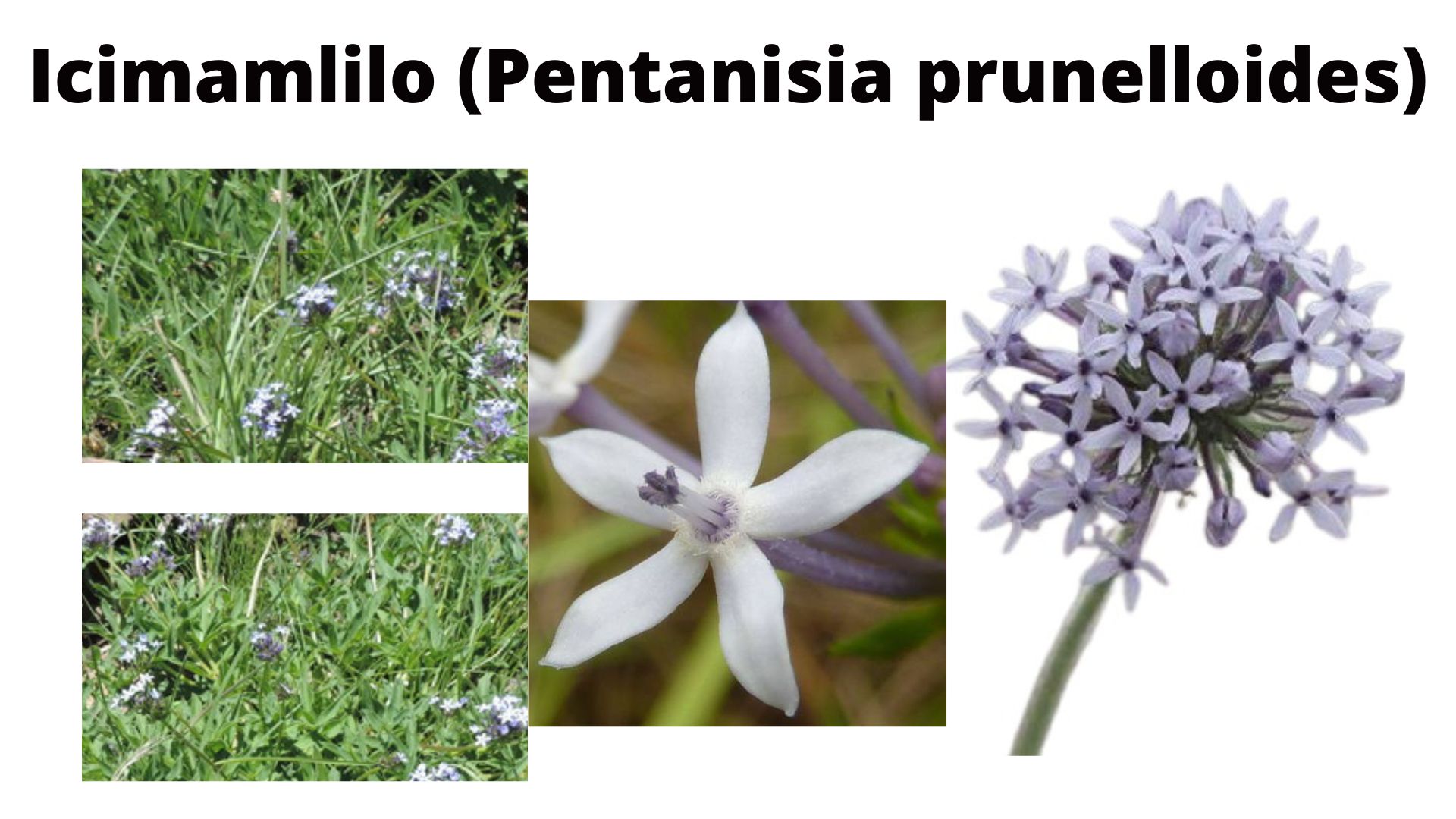 You are currently viewing Pentanisia prunelloides (Icimamlilo)