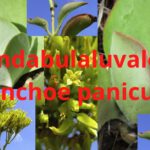 Read more about the article Kalanchoe paniculata (Indabulaluvalo) – Treating Anxiety & Anxiousness