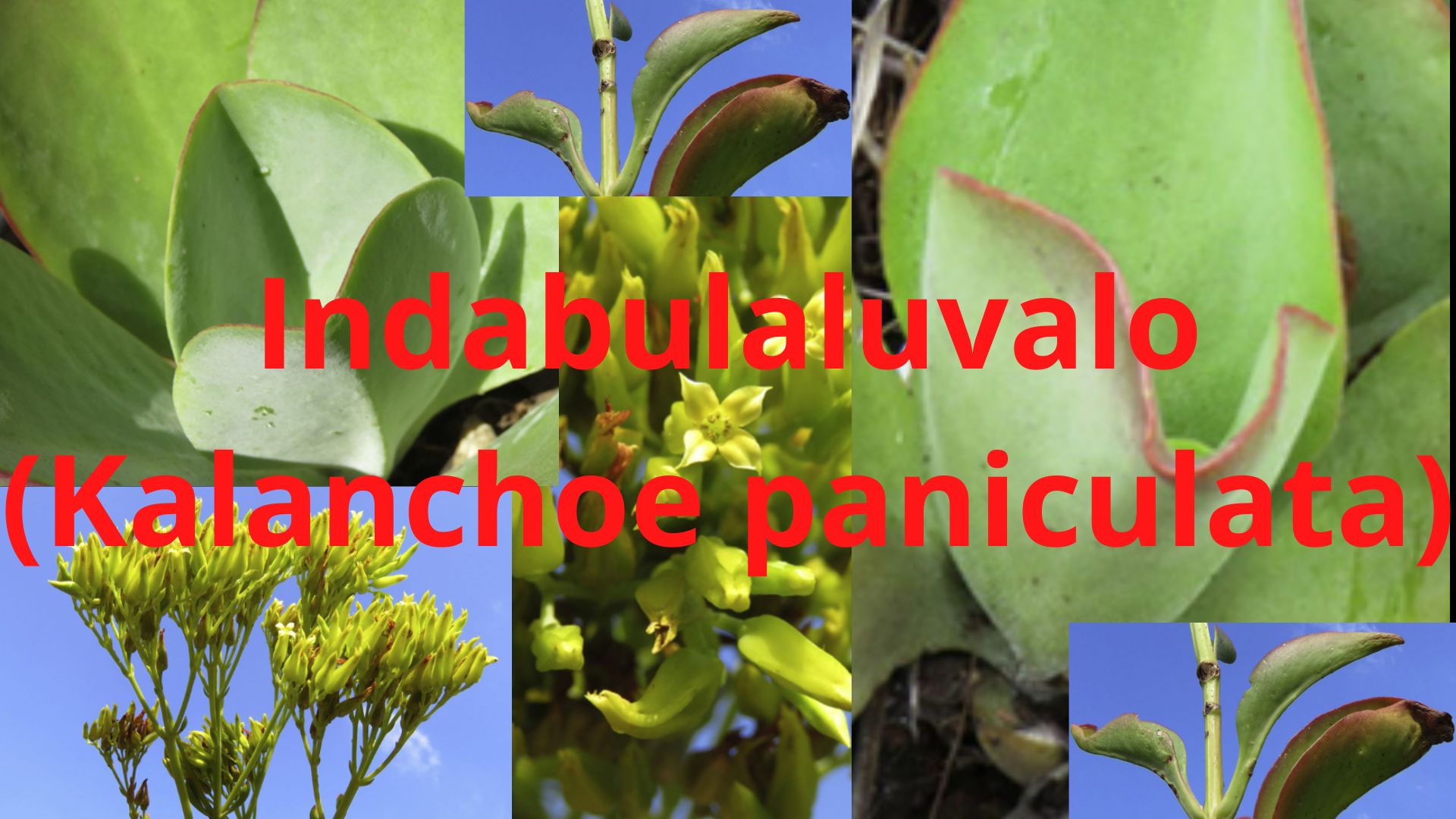 You are currently viewing Kalanchoe paniculata (Indabulaluvalo) – Treating Anxiety & Anxiousness